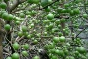 Kỹ thuật trồng chanh trong bồn với hệ thống tưới tự động