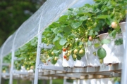 Tưới nhỏ giọt dâu Tây tại Đà Lạt