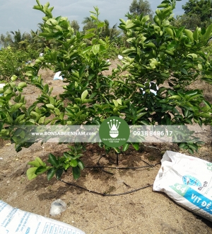Nguyên lý hoạt động của hệ thống tưới nhỏ giọt