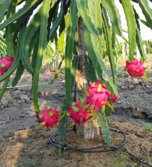 Nguyên lý hoạt động của hệ thống tưới nhỏ giọt