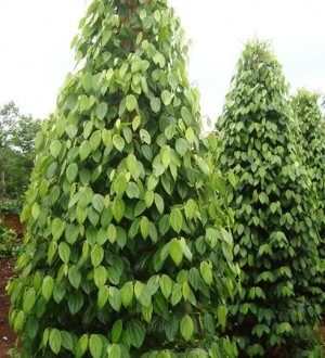 Tưới nhỏ giọt tự động cho cây hồ tiêu