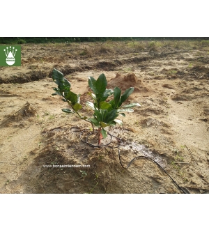Tưới nhỏ giọt tự động cho cây bưởi